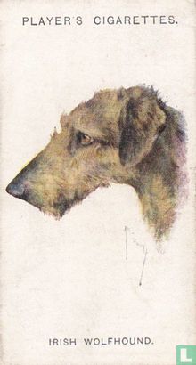 Irish Wolfhound - Image 1