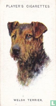 Welsh Terrier - Image 1