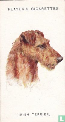 Irish Terrier - Afbeelding 1