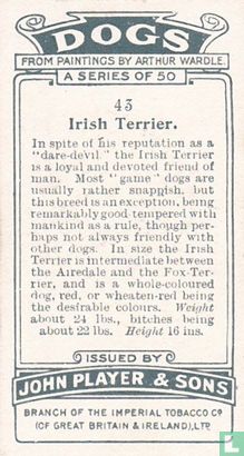 Irish Terrier - Afbeelding 2