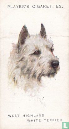 West Highland White Terrier - Image 1
