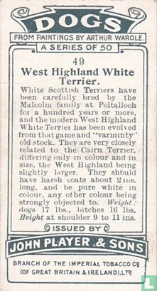 West Highland White Terrier - Afbeelding 2