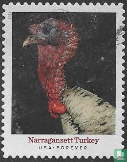 Narragansett Türkei