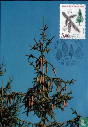 Spruce - Image 1