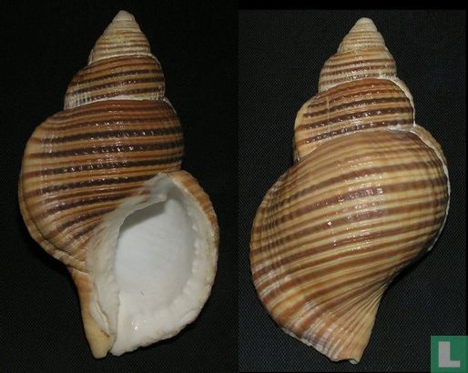 Argobuccinum pustulosum tumidum