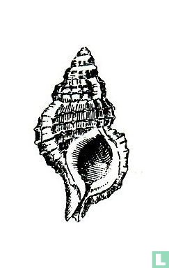 Cymatona philomelae