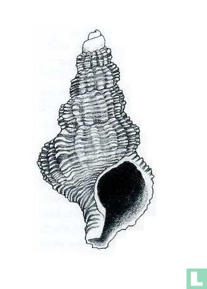 Cymatiella columnaria