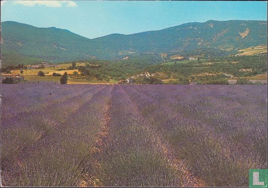  La Belle Provence 