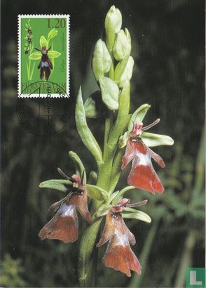 Orchideen - Bild 1