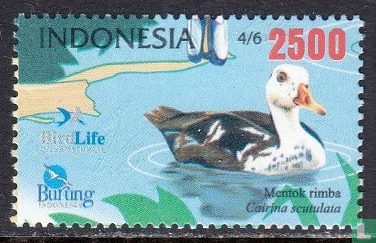 white-winged wood duck