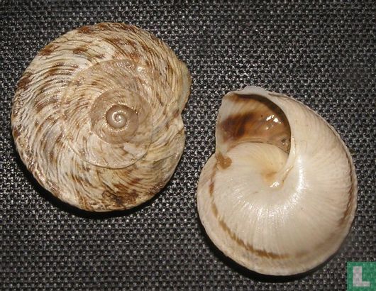 Murella scabriuscula