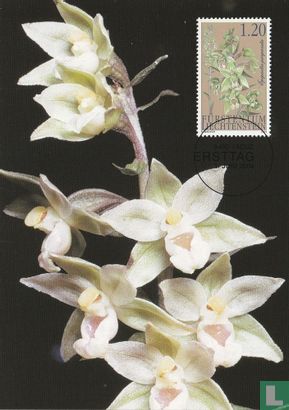 Orchideen - Bild 1
