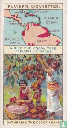 Gathering the Cocoa Beans - Image 1