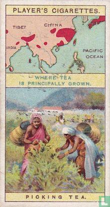Picking Tea - Image 1