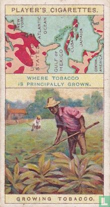 Growing Tobacco - Image 1