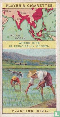 Planting Rice - Bild 1