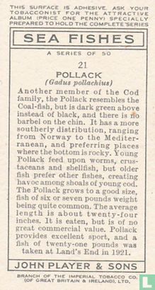 Pollack - Image 2