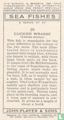 Cuckoo Wrasse - Image 2