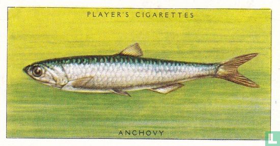 Anchovy - Image 1