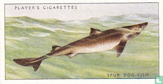 Spur Dog-Fish - Image 1
