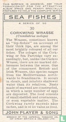 Corkwing Wrasse - Image 2