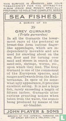 Grey Gurnard - Image 2
