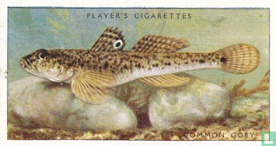 Common Goby - Image 1
