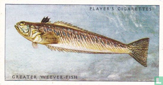 Greater Weever-Fish - Image 1