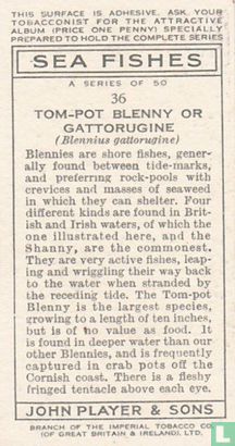 Tom-Pot Blenny or Gattorugine - Image 2