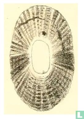 Fissurellidea bimaculata