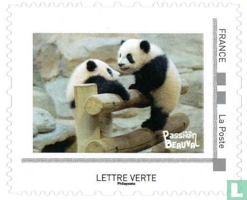 Giant panda twins