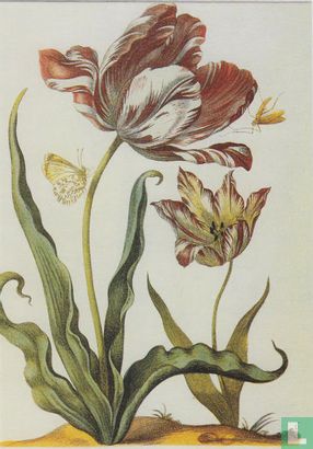 Die große Tulpe Diana und die kleine Witwe - aus  - Neues Blumenbuch, Nürnberg 1680 - Afbeelding 1
