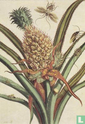 Ananas mit Insekten- Tafel 1 aus - Metamorphosis Insecturum Surinamensium, 1707 - Afbeelding 1