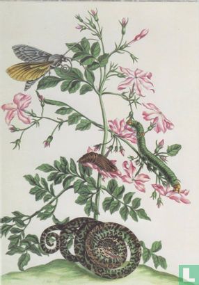 Jasmin mit Schlange, Motte, Raupe und Chrysalis- Tafel 46 aus - Metamorphosis Insecturum Surinamensium,1705  - Afbeelding 1