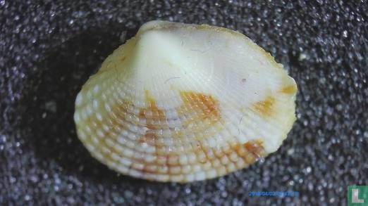 Timoclea subnodulosa