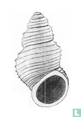 Botelloides sulcatus