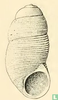 Botelloides bassianus