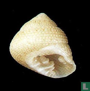 Clanculus albinus