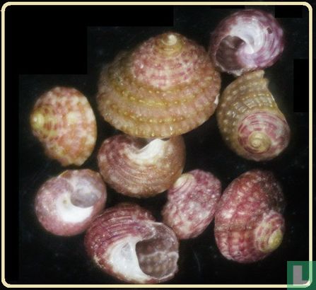 Clanculus corallinus - Bild 1