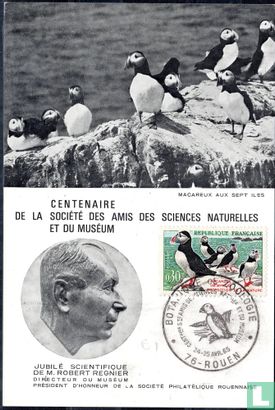 Puffin - Image 1