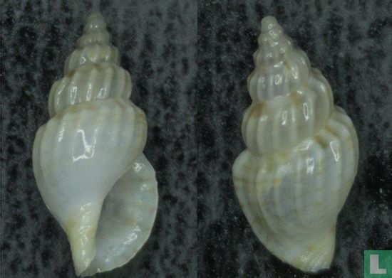 Horaiclavus filicinctus
