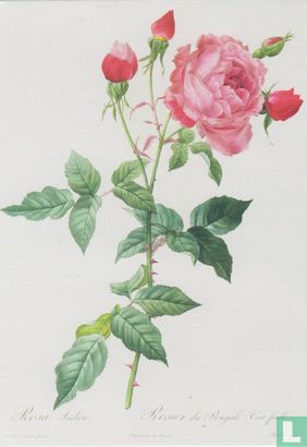 Rosa indica - Afbeelding 1