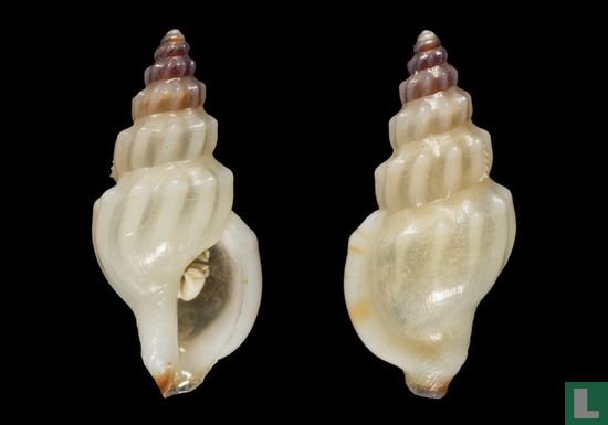 Horaiclavus phaeocercus