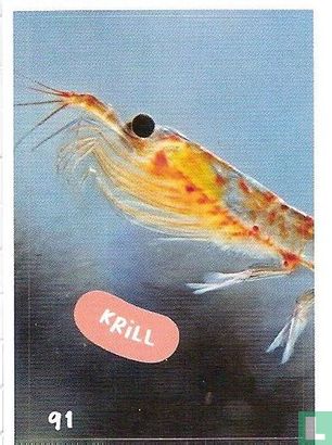 Krill - Bild 1