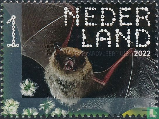 bearded bat