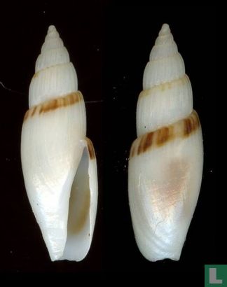Parviterebra thyraea