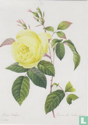 Rosa indica - Afbeelding 1