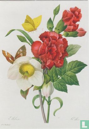 Christrose, Helleborus niger und rote Nelke mit schmetterlingen - Afbeelding 1