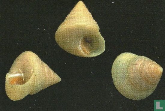 Calliostoma anderssoni