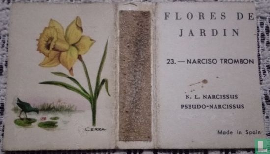 23 flor de jardin  narciso trombonon
